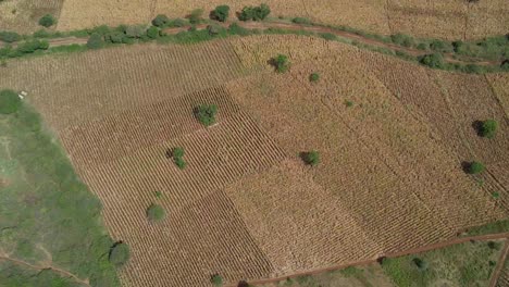 Vista-Aérea-De-Las-Tierras-De-Cultivo-En-Las-Zonas-Rurales-Y-Soleadas-De-África-Oriental---Seguimiento,-Disparo-De-Drones