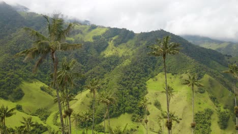 Drone-Flies-Past-Beautiful-Wax-Palm-Trees-in-Colombia's-Cocora-Valley