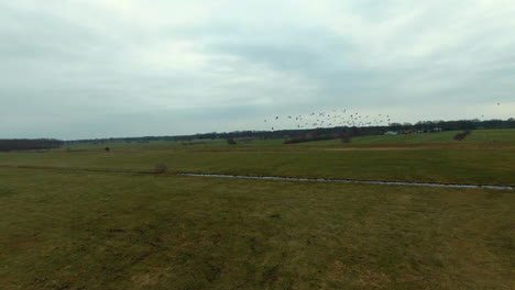 Fpv-following-shot-showing-black-group-of-birds-flying-over-rural-farm-fields-during-cloudscape-at-sky
