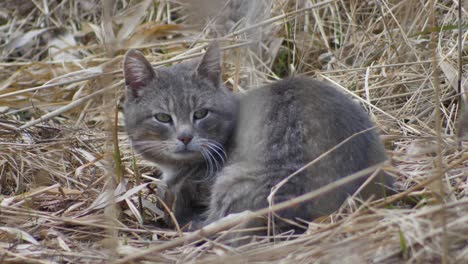 Graue-Katze-Versteckt-Und-Schläft-Im-Trockenen-Und-Hohen-Gras