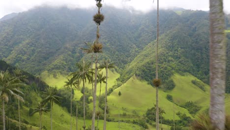 Drone-Flies-Through-Tall-Wax-Palm-Trees-in-Colombia's-Cocora-Valley