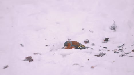 Pájaro-Pinzón-Europeo-Cavando-En-La-Nieve-Profunda-En-Busca-De-Comida