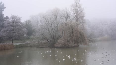 Vögel-Dümpeln-An-Einem-Eiskalten-Tag-Im-Winter-Auf-Dem-Fluss-Leam