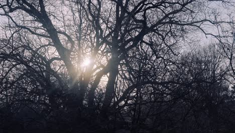 Setting-sun-seen-through-the-silhouette-of-leafless-trees,-wide-shot-pan-right