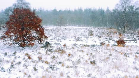 Schneesturm-In-Einer-Riesigen-Waldlandschaft-Im-Winter