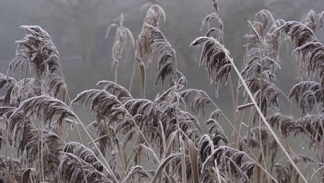Frost-Bedeckt-Mit-Eiszapfen,-Gefrorenes-Flussschilf-Wiegt-Sich-Im-Wind-Im-Jephson-Garden-Park,-Leamington-Spa,-Warwickshire,-England,-Uk