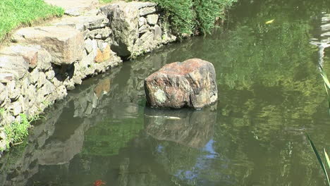 A-decorative-rock-stands-in-a-pond-with-koi-swimming-by-it