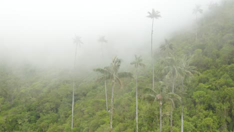 Aerial-View-of-Wax-Palm-Trees-in-Rainforest-Surrounded-by-Dense-Fog