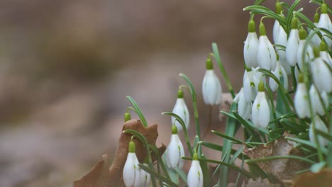 Snowdrops-are-the-first-to-bloom