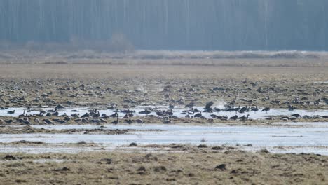 White-fronted-geese-flock-resting-on-flooded-meadow-during-migration
