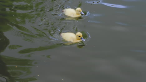 Zwei-Kleine-Gelbe-Entenküken,-Die-Zusammen-Im-Grünlichen-See-Schwimmen,-Gefilmt-In-Hochauflösender-Zeitlupe-4k-120fps