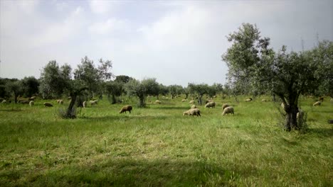 Beweidung-Von-Schafen-In-Natürlicher-Umgebung-Mit-Olivenbaum