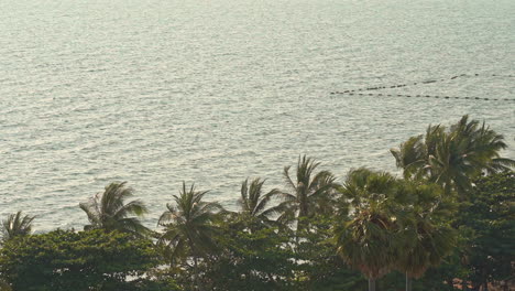 Aerial-view-of-palm-trees-and-mussel-farming