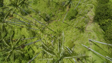 Luftaufnahme-Von-Oben-Nach-Unten-Von-Wachspalmen-In-Kolumbiens-Berühmtem-Cocora-Tal