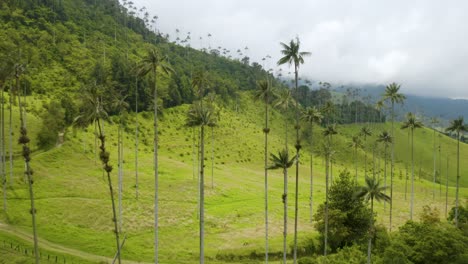 Aerial-View-of-Cocora-Valley-Hiking-Trail-Surrounded-by-Colombian-Wax-Palm-Trees