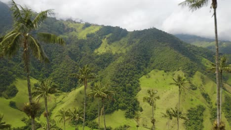 Drone-Reveals-Beautiful-Wax-Palm-Trees-in-Colombia's-Cocora-Valley