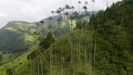 Drone-Flies-Above-Wax-Palm-Trees-in-Colombia's-Los-Nevados-National-Natural-Park
