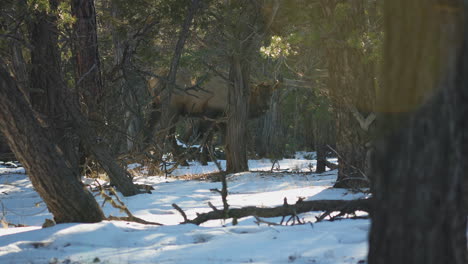 Wild-Elks-Grazing-Behind-Trees-At-Mather-Campground
