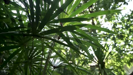 Warm-exotic-thin-tropical-palm-leaf-foliage-sunlight-emerging-behind-lush-leaves-dolly-right