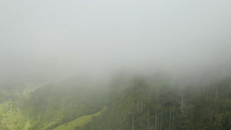 Drohne-Enthüllt-Wachspalmen-Durch-Nebel-Im-Kolumbianischen-Regenwald-Im-Cocora-tal