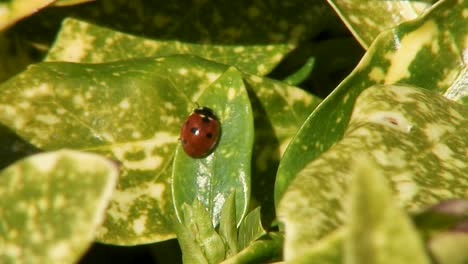 A-seven-spot-ladybird,-scientific-name-Coccinella-septumpunctata,-basking-in-the-spring-sunshine-on-a-leaf-of-a-Laurel-bush-in-the-UK