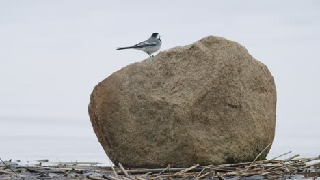 White-wagtail-resting-and-looking-for-food-on-stone