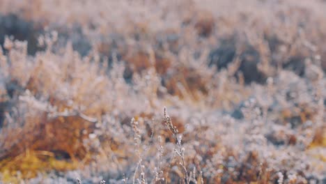 Frozen-Wild-Plants-Ang-Grasses-During-Frigid-Winter-Season