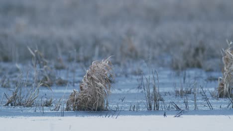 Dry-grass-clump-in-frozen-frosty-meadow-moving-in-wind