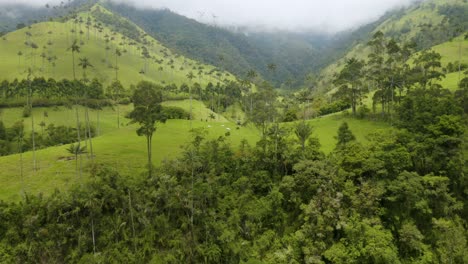 Low-Aerial-View-of-Cocora-Valley-Horse-Farm-Surrounded-by-Giant-Wax-Palm-Trees