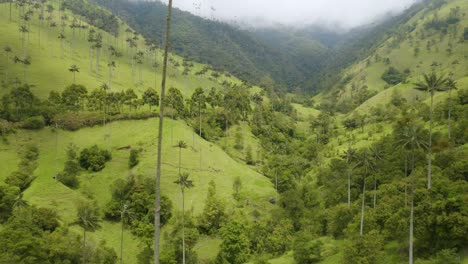 Drone-Reveals-Wax-Palm-Trees,-Wild-Horses-in-Colombia's-Magical-Cocora-Valley
