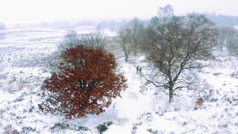 Aerial---Couple-walks-in-the-snow,-Veluwe-National-Park,-Netherlands,-wide-shot