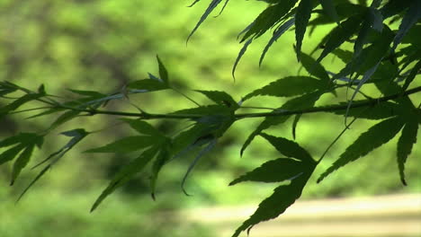 Nahaufnahme-Japanischer-Ahornblätter,-Die-Auch-Marihuana-Oder-Cannabis-ähneln