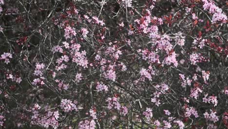 Standbildaufnahme-Eines-Kirschblütenbaums-In-Victoria,-British-Columbia,-Kanada-Im-Frühling