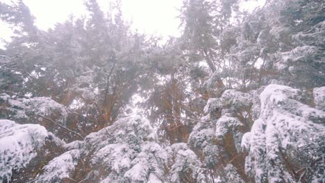 Snow-Falling-From-Above-Trees