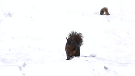 Dunkle-Eichhörnchen-Pose-Sieht-Aus,-Während-Helles-Eichhörnchen-Im-Hintergrund-Unter-Schnee-Schaut
