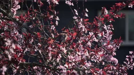 Male-house-finch-song-bong-bird-nibbling-on-cherry-blossom-flower-petals-during-spring