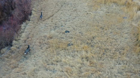 Aerial-Tracking-Shot-Of-Wild-Deer-Running-Along-Pleasant-Valley-Grassland