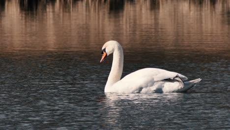 white-swan-flies-alone.-A-beautiful-big-bird
