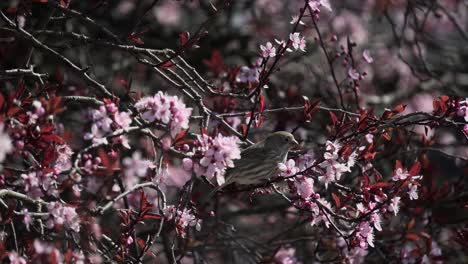 Weiblicher-Hausfink,-Der-An-Einem-Klaren-Frühlingsmorgen-In-Einem-Kirschblütenbaum-Ruht