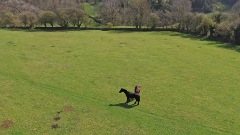 Drone-Shot-Two-Large-Horses-Grazing,-Bakewell,-Peak-District,-England