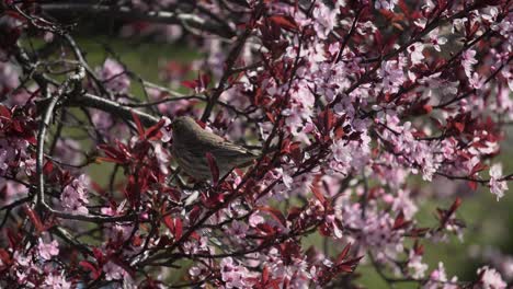 Female-House-Finch-eating-cherry-blossom-petals-during-the-spring-season-in-Canada