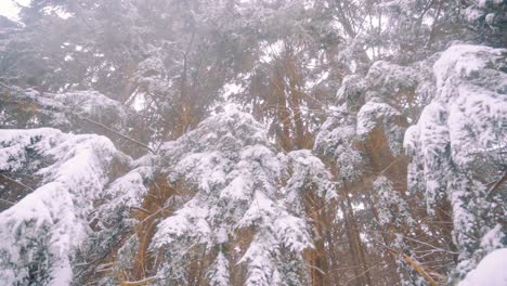 Ramas-De-árboles-Cubiertas-De-Nieve-En-El-Viento,-Vista-De-Gran-Angular-En-El-Brillante-Día-De-Invierno