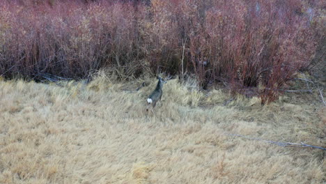 Aerial-Follow-Shot-Of-Wild-Deer-Standing-Beside-Bush-Grass-At-Pleasant-Valley