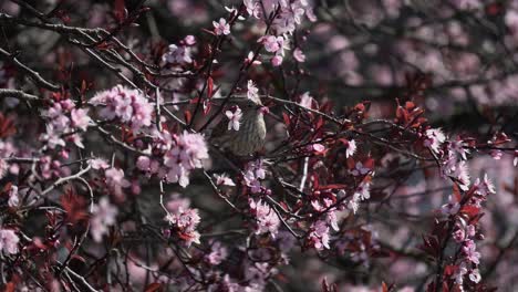 Weiblicher-Hausfink,-Der-Sich-Im-Frühling-In-Victoria,-British-Columbia,-An-Kirschblütenblättern-Erfreut
