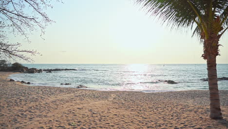 Palm-Tree-At-Seaside-Sandy-Beach-Island-on-Sunset