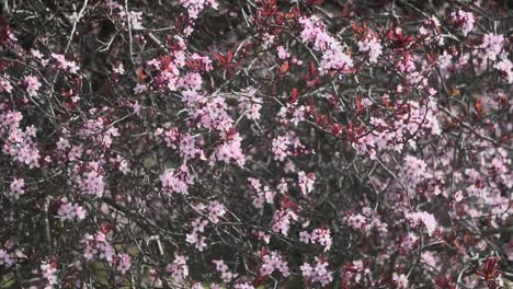 Foto-Fija-De-Un-Cerezo-Rosa-Vibrante-Durante-La-Primavera-En-Canadá
