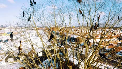 Flock-of-Cormorant-Sits-in-Tree-and-Flies-Away,-Aerial-View-in-Sunny-Winter-Day