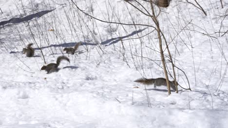 Zeitlupe-Des-Eichhörnchens,-Das-über-Schnee-Läuft