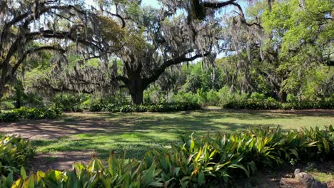 Droning-under-trees-with-Spanish-moss-on-a-sunny-day-at-City-Park-in-New-Orleans