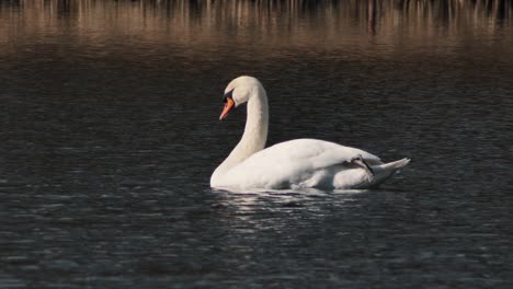 white-swan-flies-alone.-A-beautiful-big-bird
